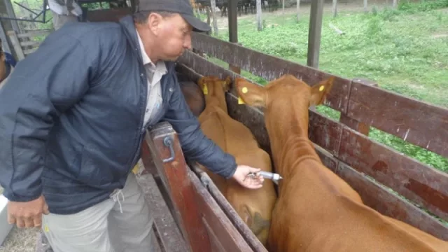 Atención productores: el 18 de marzo arranca la vacunación antiaftosa en la provincia
