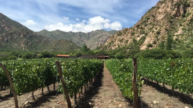 ¿Querés vivir una experiencia diferente? Preparate para participar de la Vendimia de las Nubes