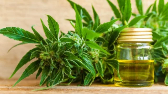 Isodiol International, interesada en el proyecto cannábico de Jujuy