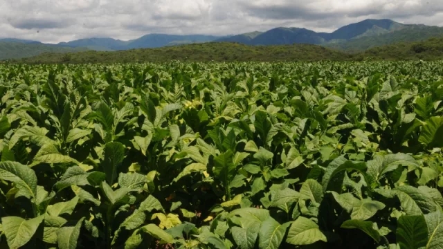 ¡Importante! Inscripciones en el Fondo Especial del Tabaco