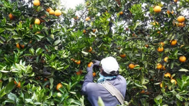 Alarma entre productores y exportadores de la industria de cítricos