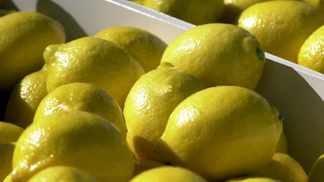 El G-20 potenció lazos comerciales y el limón tucumano podría ingresar a China en 2019