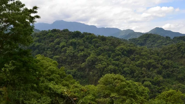 Anuncian fondos nacionales para recuperar bosques nativos degradados en las Yungas y el Chaco