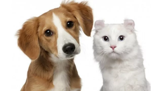 ¿Tenés mascota? ¿Es “familia”?