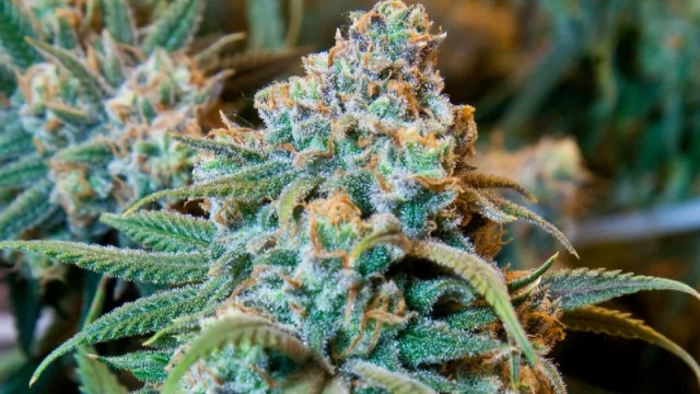 Jujuy, pionera en la producción de cannabis medicinal