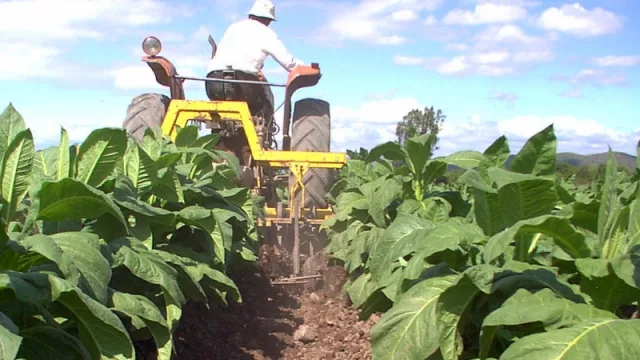 Tabacaleros preocupados por el impacto de la inflación en el FET: sólo aumentó un 18% en lo que va del año