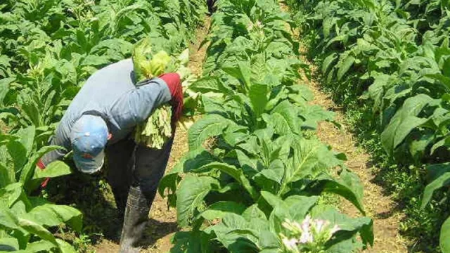 Los productores tabacaleros tienen que reinscribirse en el Fondo Especial del Tabaco de Salta
