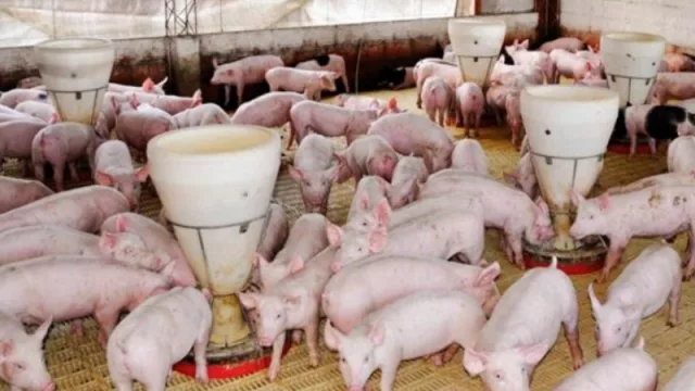 A través de un Congreso buscan impulsar la producción porcina en el NOA