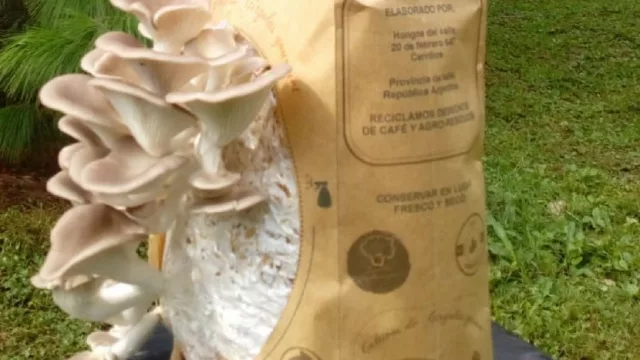 Hongos del Valle: con los pies en la tierra, sin parar de soñar