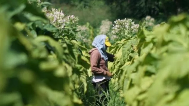 Luego de la polémica, los trabajadores del tabaco comenzaron a cobrar el programa Intercosecha
