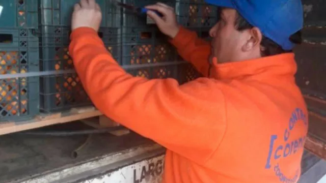 Controles y decomisos para evitar la entrada de enfermedad de los cítricos