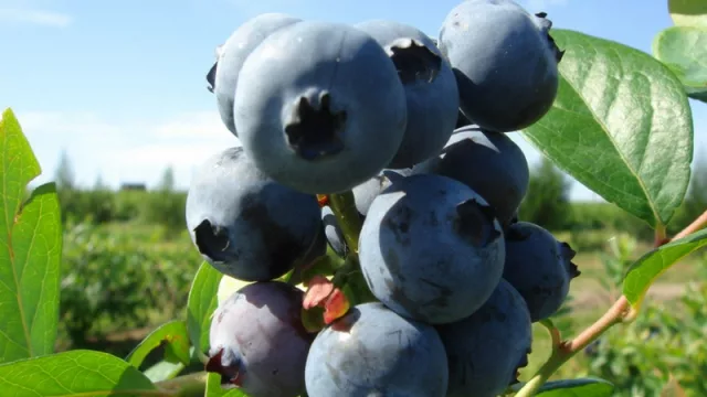 La mayor productora de arándanos de Salta busca 2.250 trabajadores de temporada para la cosecha