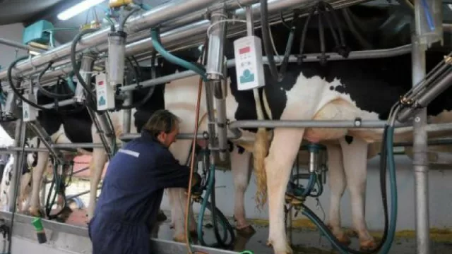 Tamberos salteños pierden plata: producir un litro de leche les cuesta 10% más del precio al que lo venden