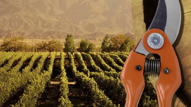 Los profesionales de la vid se dan cita en Cafayate para un nuevo concurso de poda