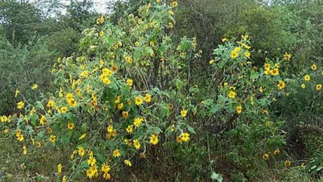 Avance de la plaga de pasto cubano: plan de manejo interprovincial