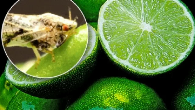 Harán en Salta un monitoreo intensivo de una plaga que destruye los cítricos