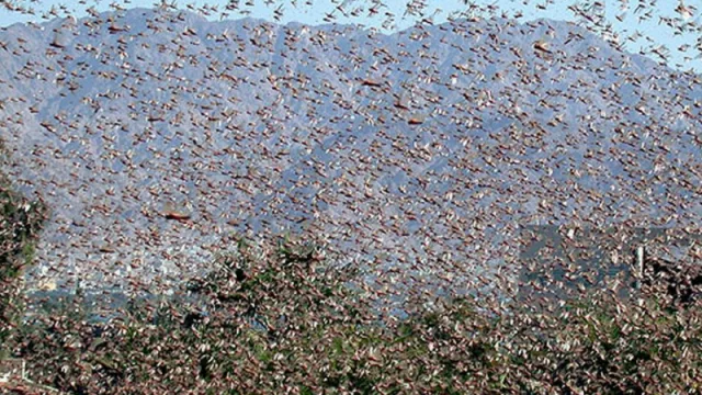 Aseguran que la plaga de langostas retrocede en Salta