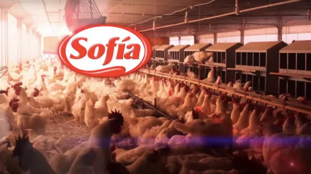 Oportunidad laboral: Sofía incorpora un contador a su plantel