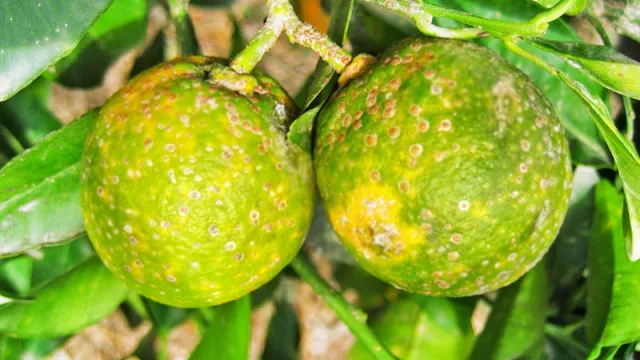 Refuerzan acciones para evitar que ingrese a Salta una plaga letal para los cítricos: el HLB