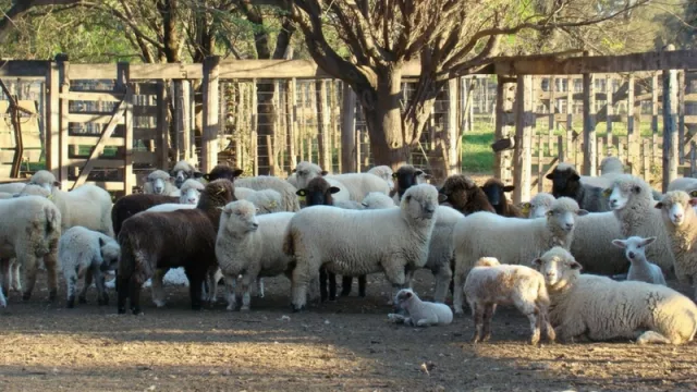 Convocan a productores ovinos de la provincia para acceder a los beneficios de la ley nacional