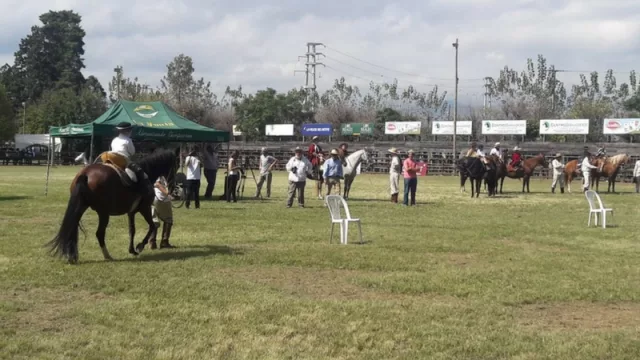 El Concurso Nacional de Caballos Peruanos de Paso convocó a una multitud en la Rural Salteña