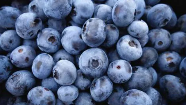 Capacitación a productores y empaquetadores sobre la exportación de arándanos a China