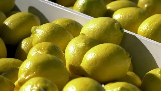 En los próximos días se enviará la primera tanda de limones tucumanos a EEUU