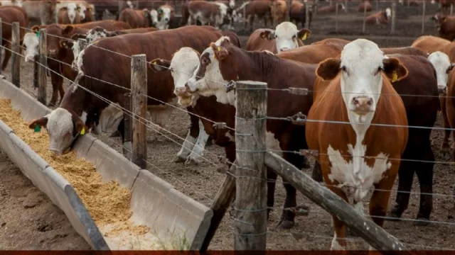 El Senasa llamó a reinscripción a todos los establecimientos de engorde a corral de la provincia