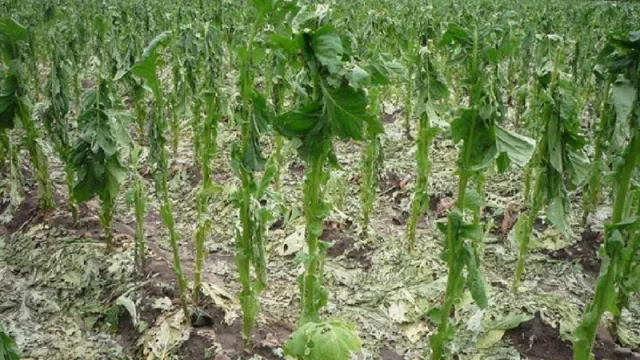 Escenario negro: con 5.354 hectáreas perdidas, el tabaco salteño afronta la peor campaña de la historia
