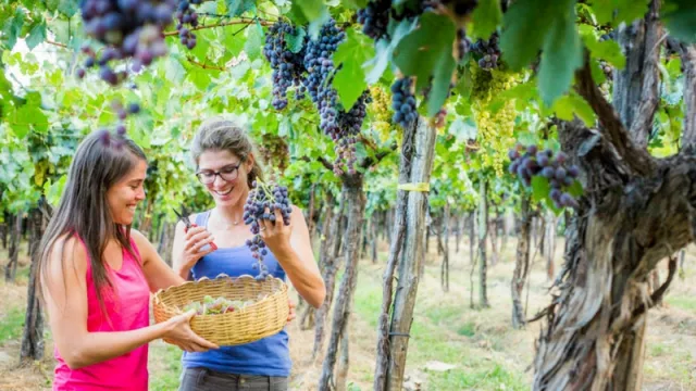 Este sábado 24 se realizará en Cafayate una nueva edición de la Vendimia de las Nubes