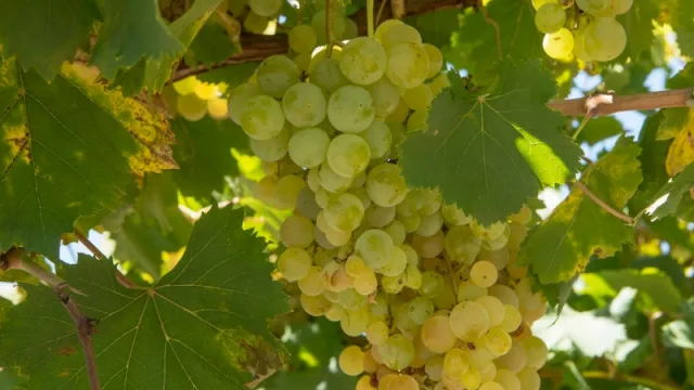 Preparate porque la Fiesta del Torrontés vuelve a Cafayate