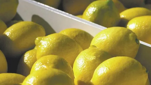 Luego de casi dos décadas, los limones tucumanos ya tienen fecha para su regreso a EE UU