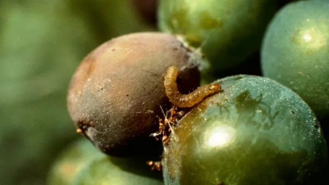 Controles para evitar la propagación de la “polilla de la vid” en los Valles Calchaquíes