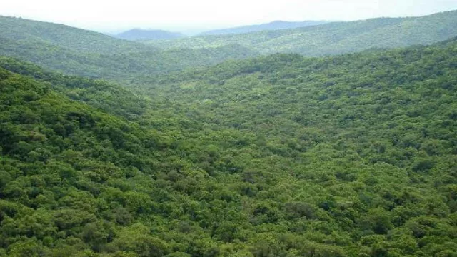 Últimos días para presentar proyectos de Manejo y Conservación de Bosques