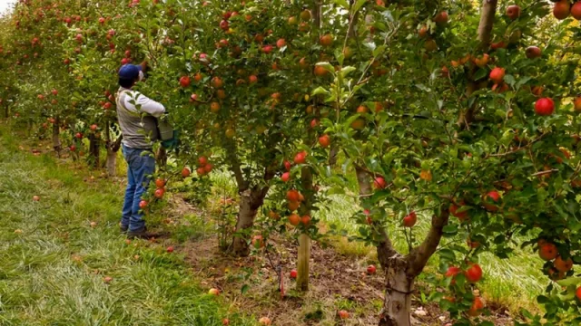 Nación aportará a Neuquén unos $ 40 millones para la sanidad frutícola