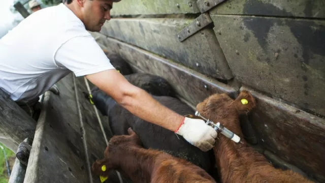 Ganadería: se viene la vacunación antiaftosa, y piden estar alertas por casos de rabia paresiante bovina