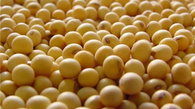 Plan Belgrano: Agroindustria asegura que se completó el pago a los productores de soja