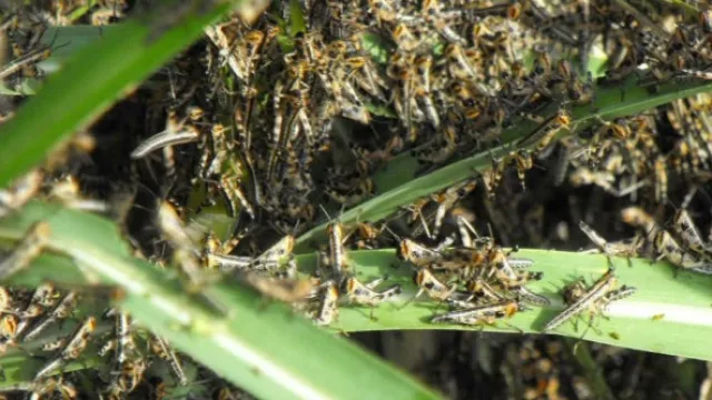 Llegó para quedarse: la langosta avanza hacia el norte y los esfuerzos para combatirla ya son internacionales