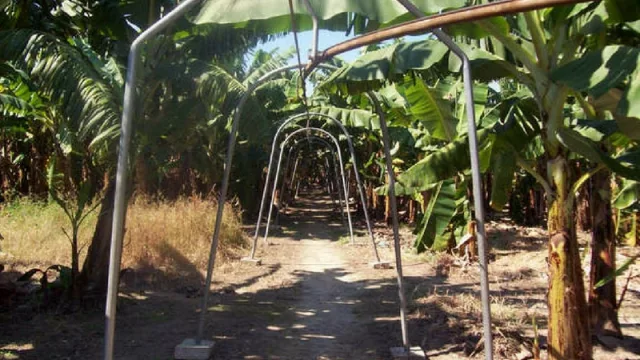Incorporarán nueva tecnología para la cosecha de banano en Colonia Santa Rosa
