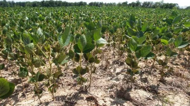 Los productores de soja salteños tiene un arranque de año para el olvido: más retenciones y falta de lluvias