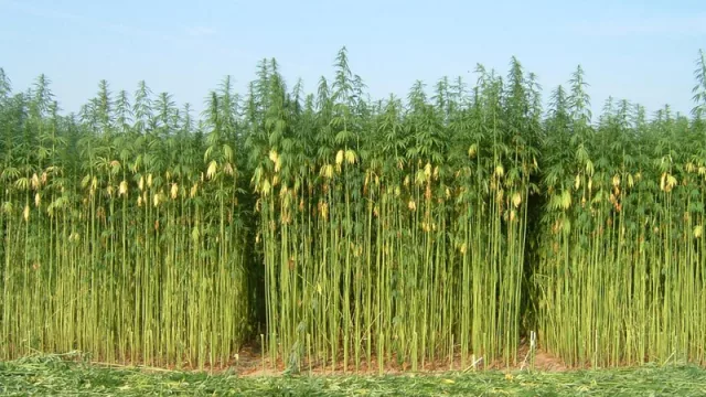 Lado C de la ley de la marihuana: el negocio es el cáñamo