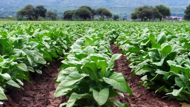 Los tabacaleros salteños pasarán las fiestas con plata en los bolsillos