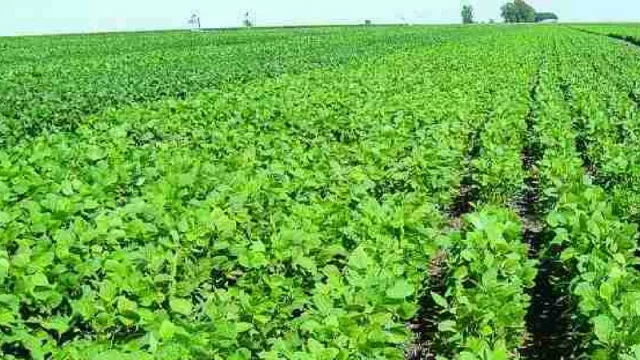 Sojeros de toda la provincia comenzaron a cobrar las compensaciones comprometidas por Nación