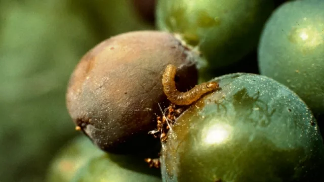 Se habría logrado controlar el brote de polilla de la vid en Cafayate