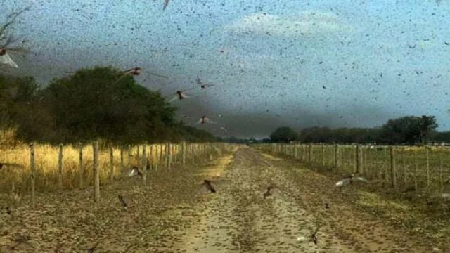 Alerta por langostas: piden a los productores ayudar con el monitoreo