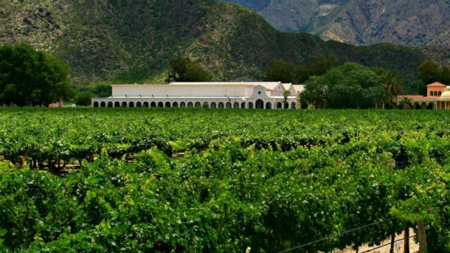 Para bodegueros salteños, el proyecto de impuesto al vino “es como una resolución 125 para la vitivinicultura”