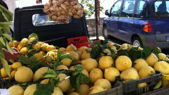 Sigue la lucha contra el HLB: decomisan más de dos mil kilos de limón en Tafí Viejo