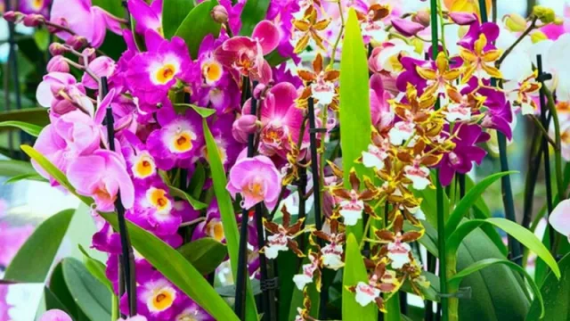 Llega la 8ª exposición de orquídeas, helechos, bonsais y flora nativa