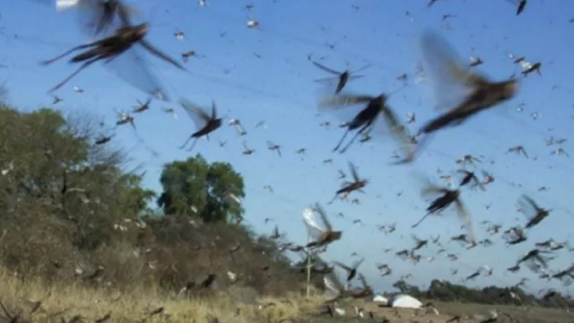 Elaborarán un protocolo con el fin de coordinar tareas para un eficiente control de la langosta