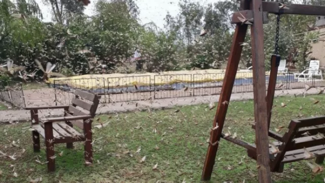 Desde Salta se lanzará hoy un plan de lucha contra la langosta que abarca también a Bolivia y Paraguay